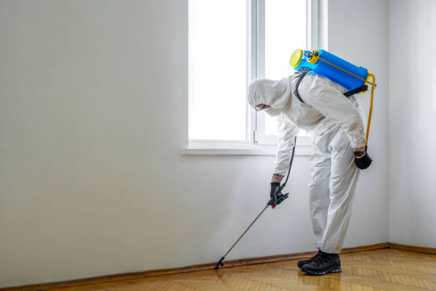 Best Pest Control Near Me  in Manana, HI