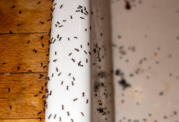 Best Commercial Pest Control Services  in Manana, HI