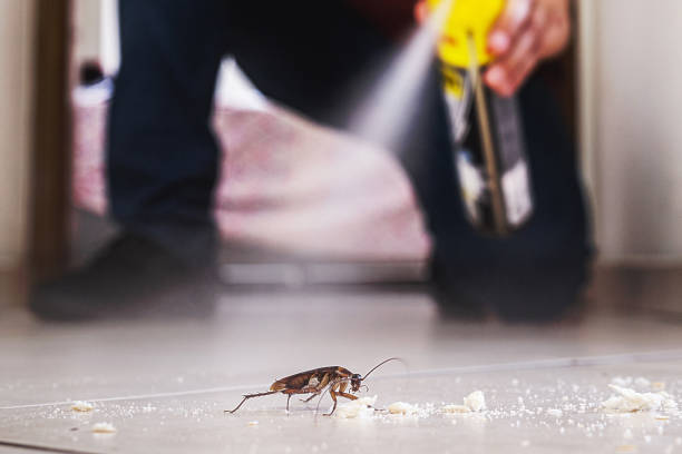 Best Spider Control Near Me  in Manana, HI