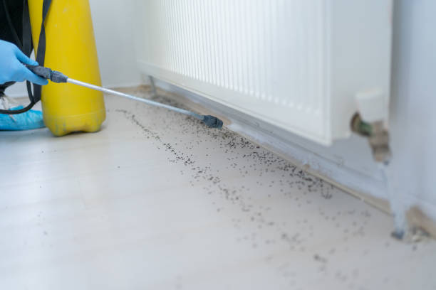 Best Mosquito Control Services  in Manana, HI