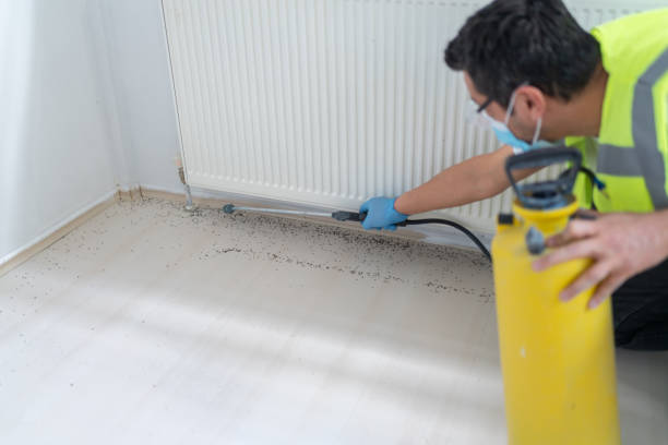 Best Local Pest Control Services  in Manana, HI