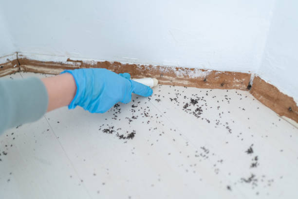 Best Pest Prevention Services  in Manana, HI