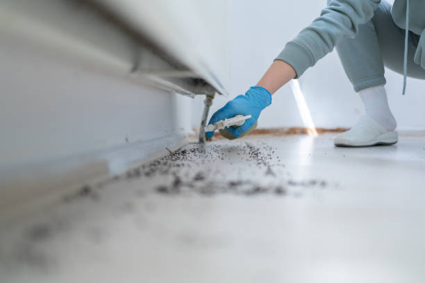 Best Pest Control Near Me  in Manana, HI